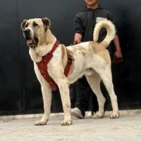 سگ سرابی پژدر