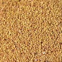 برسین و رنجر انواع بذر قره یونجه و شبدر|گل و گیاه طبیعی|اصفهان, نقش جهان|دیوار