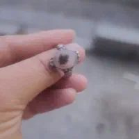 انگشتر شجر تک درخت