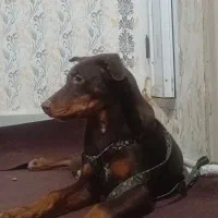 دوبرمن|سگ|مشهد, شهرک بهارستان|دیوار