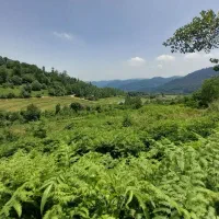 زمین-مسکونی-باغی-جنگلی-یازده-هزار-متری-زیر-قیمت