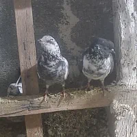 کبوتر درپرشی|پرنده|قم, زند آباد|دیوار