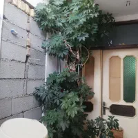 گل سه متری شفلرا