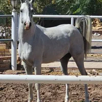 اسب عرب دوسرمصری