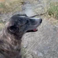 سگ گمشده