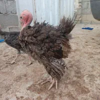 جوجه بوقلمون ب|حیوانات مزرعه|کنگاور, |دیوار