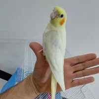 عروس هلندی سرلاکی