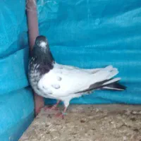 کبوتر|پرنده|گلپایگان, |دیوار