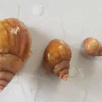 فرصتی خاص برای افراد خاص