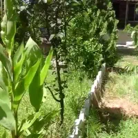 املاک گندم  خرید فروش زمین ملک در حومه ابیک ق