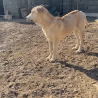 سگ سرابی ماده|سگ|صوفیان, |دیوار