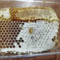 عسل طبیعی بشرط