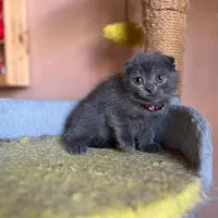 گربه اسکاتیش فولد