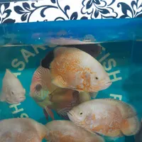 شاه ماهی دیسکس زبرا سیچلاید