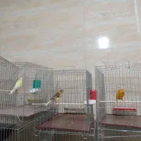 3عدد قناری رسمی