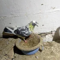 کبوتر ساعتی|پرنده|تهران, مختاری|دیوار