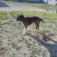 سگ گله ای