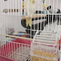 عروس هلندی  نر