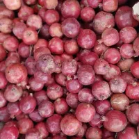 انار ساوه|خوردنی و آشامیدنی|قم, تولید دارو و یخچال|دیوار