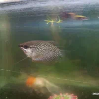 فروش فوری ماهی های گیاه خوار|ماهی|مهریز, |دیوار