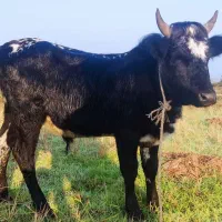 گاو نر چالوسی اصیل. ورزا. لیشه. گوساله