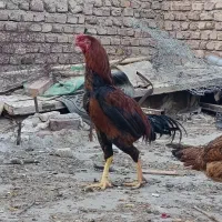 جوجه خروس و مرغ لاری|حیوانات مزرعه|زاهدان, |دیوار