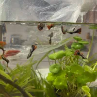 گوپی و گیاه