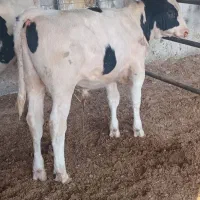 جوانه گاو گوساله نره|حیوانات مزرعه|تربت جام, معدآباد|دیوار