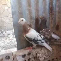 کفترسروردرجه یک