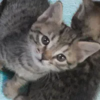 بچه گربه ۲ماهه