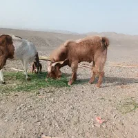 بز نر چاق|حیوانات مزرعه|میرجاوه, |دیوار