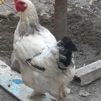 ۱ عدد مرغ برهما اصل