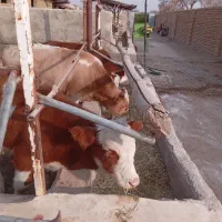 گوسالهسیمینتال|حیوانات مزرعه|بشاریات, |دیوار