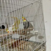 عروس هلندی جفت|پرنده|تربت جام, جامرود|دیوار