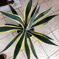 گل آکا ی زیبا