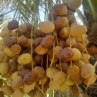 رطب نوبر. و خارک