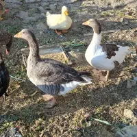 یک جفت غار نر و ماده