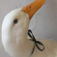 اردک
