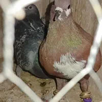 ریش بور دو تیکه وسبزالمانی