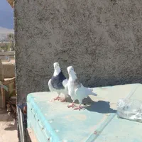 یکجفت کبوتر طوقی(عکس پدر مادر عکس اخر)
