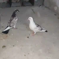 جوجه  کبوتر