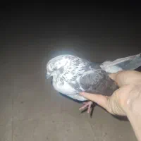 کفتر