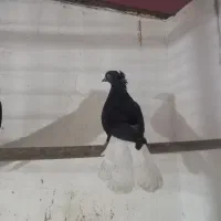 اشعل|پرنده|اهواز, نبوت|دیوار