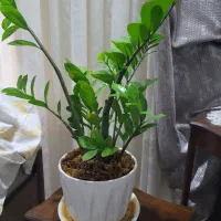 یک گلدان با گل زانفو لیا|گل و گیاه طبیعی|تهران, ستارخان|دیوار