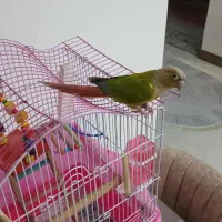 طوطی گرینچیک|پرنده|فردیس, شهرک شهید حسینی|دیوار