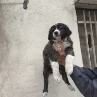 توله سرابی ذات قدیم|سگ|محمدشهر, محمدشهر|دیوار