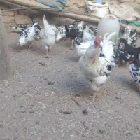 فروش تعداد مرغ و خروس گلین زیبا و اصل|حیوانات مزرعه|دهگلان, |دیوار