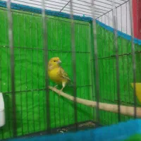 سهره نر چهارگل عطیقه.|پرنده|پاکدشت, پاکدشت (مامازند)|دیوار