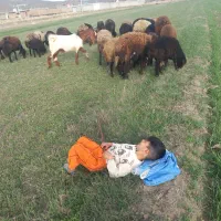 سلام وعرض ادب تعداد ۲۰ راس میش و بره ویک عدد قوچ