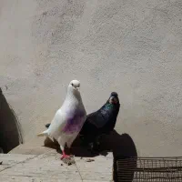 کبوتر پرشی